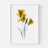 Yellow Freesia Floral Art Print